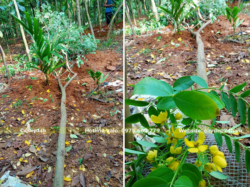Bứng nóng cây Điệp Vàng công trình đường kính gốc 6 - 8cm