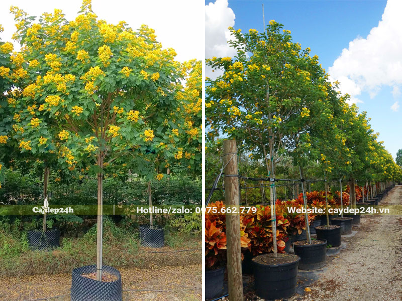 Cây hoa Điệp Vàng cao hơn 2m, tán tròn đẹp
