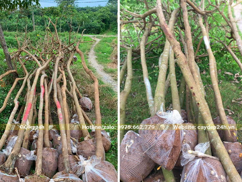Đống cây Điệp Vàng trưởng thành đã tỉa hết tay cành