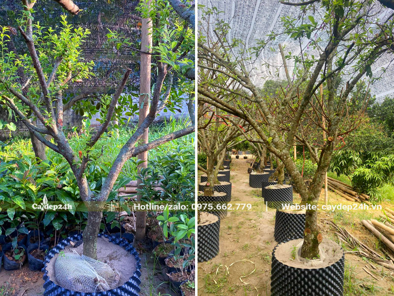 Dâm ủ số lượng lớn cây Mận đường kính gốc 10cm