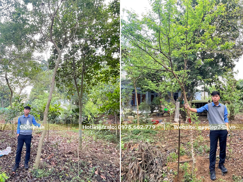 Đánh bầu cây Mận trưởng thành đường kính gốc 5cm
