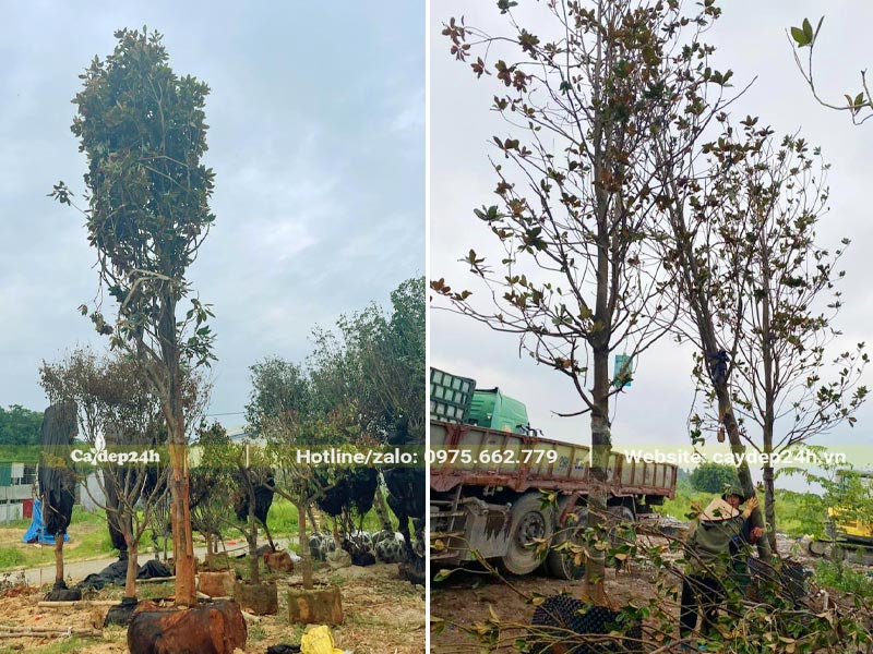 Dùng cần cẩu đưa cây Sen Đất lâu năm, đường kính gốc 15cm lên xe