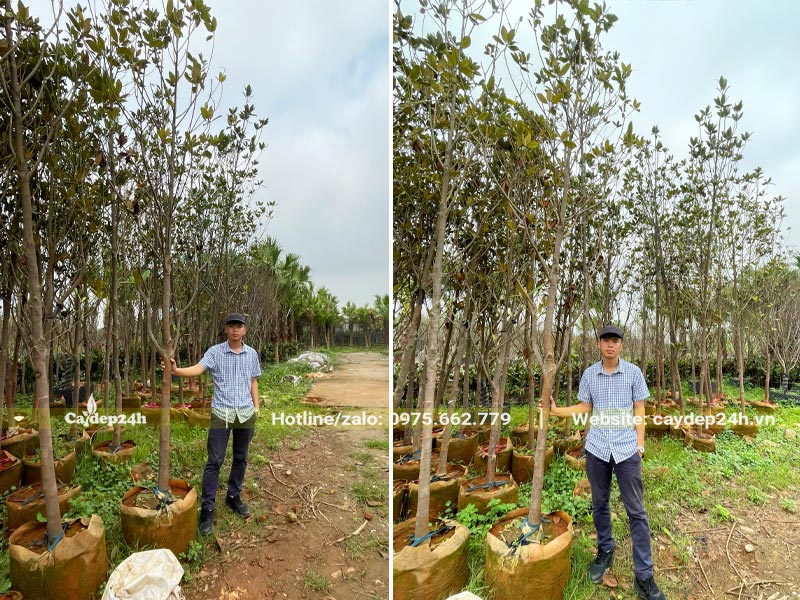 Nhân viên kỹ thuật của Cây Đẹp 24h đang chọn cây Sen Đất công trình đường kính gốc từ 8cm