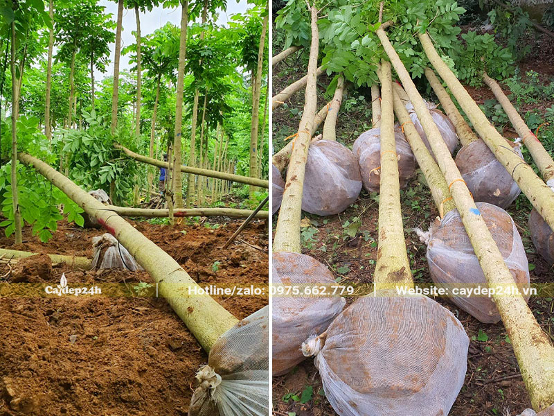 Đánh bầu số lượng lớn cây hoa Sò Đo Cam đường kính gốc 10 - 12cm