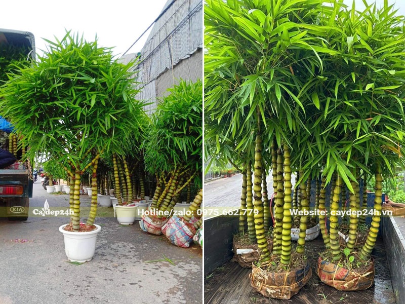 Những chậu cây Trúc Quân Âm cao 2m đang xếp lên xe giao cho khách