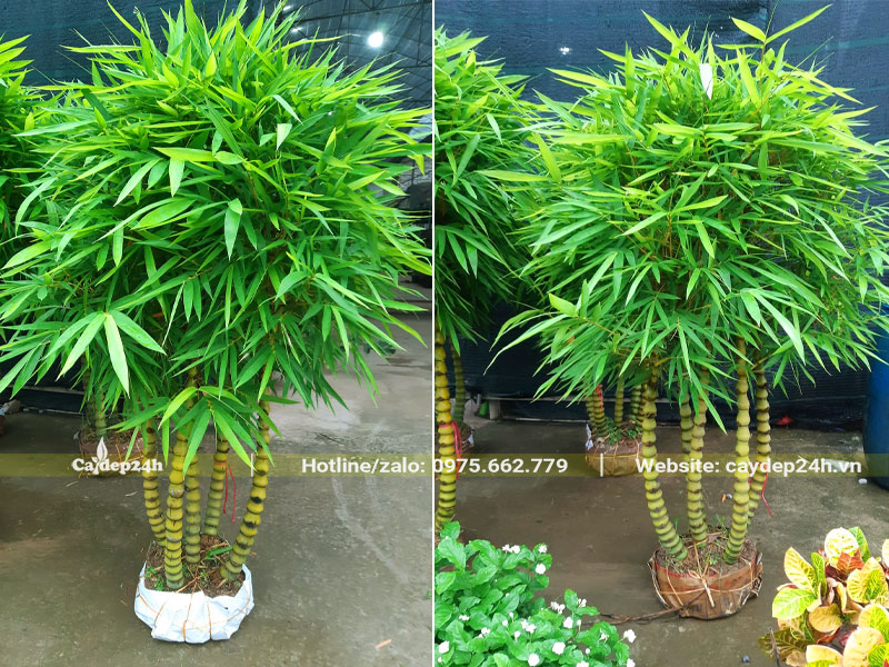 Mua cây Trúc Quan Âm 5 thân đẹp, sang trọng