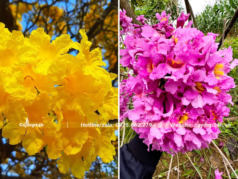 Chùm hoa Phong Linh Vàng và Phong Linh Tím