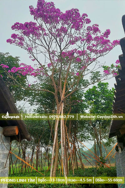 Cây Phong Linh tím cổ thụ cao 5m
