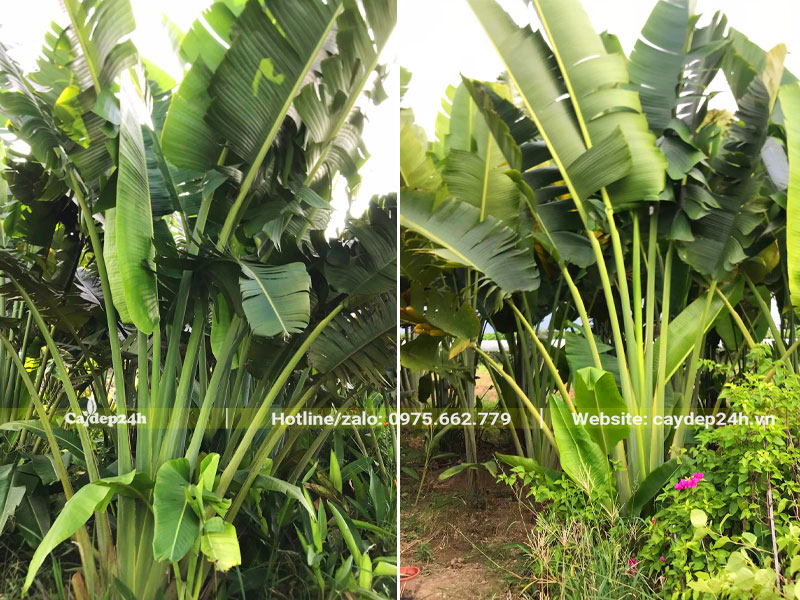 Cắt tỉa lá và dọn cỏ cho vườn Chuối Rẻ Quạt công trình cao 3m