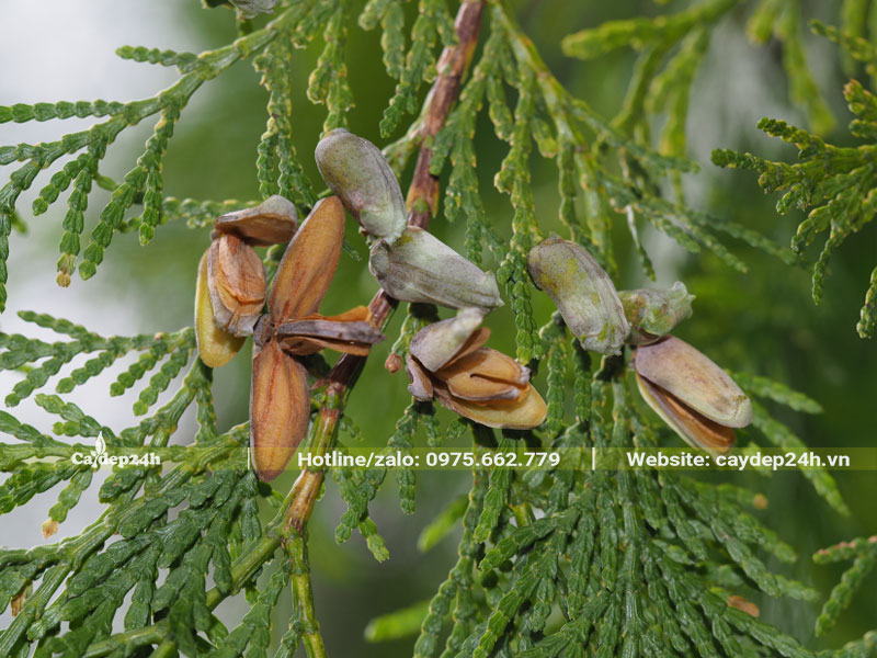 Chùm quả Bách Xanh chín
