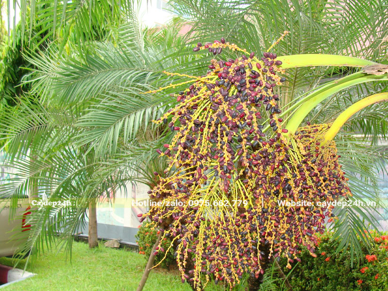 Chùm quả của cây Cau Nga Mi đang bắt đầu chín