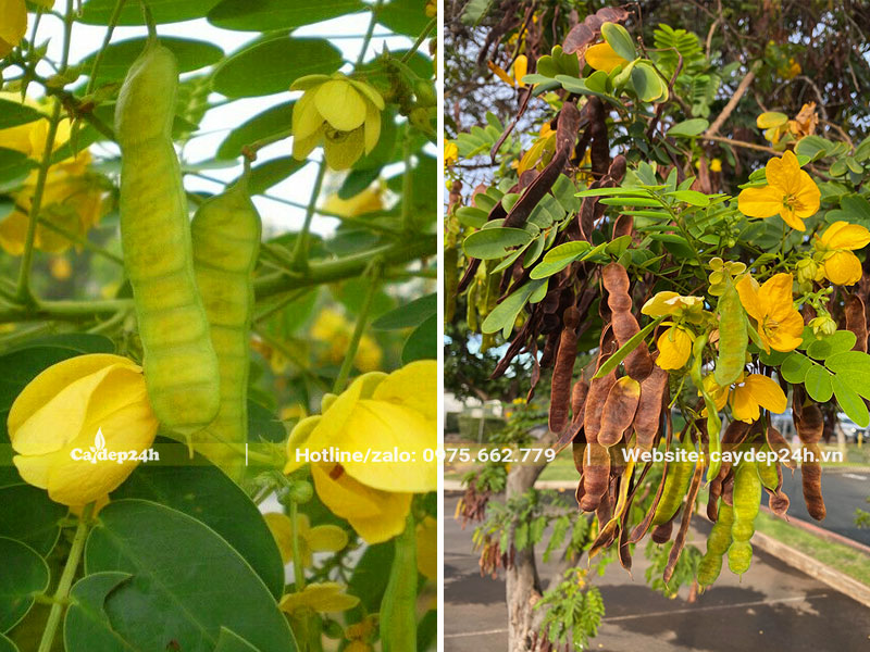 Quả cây hoa Điệp Vàng hình dáng giống quả đậu dẹt nhưng kích thước mỏng