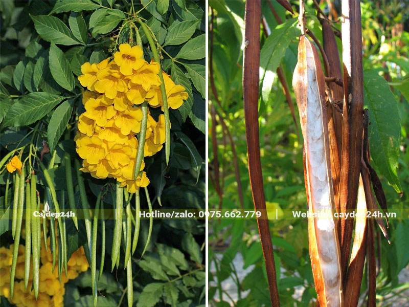 Quả cây Huỳnh Liên thuôn dài, buông rủ nhìn giống như quả đỗ