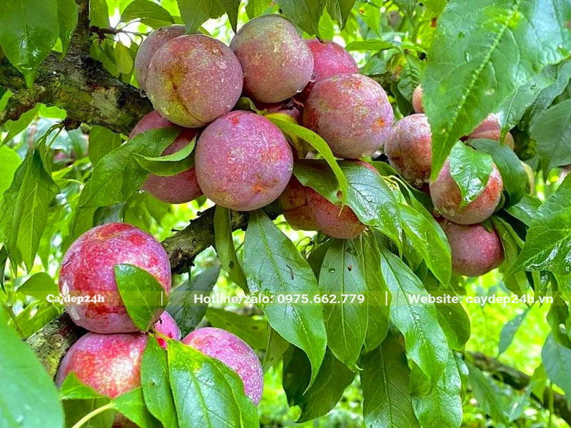 Chùm quả Mận chín