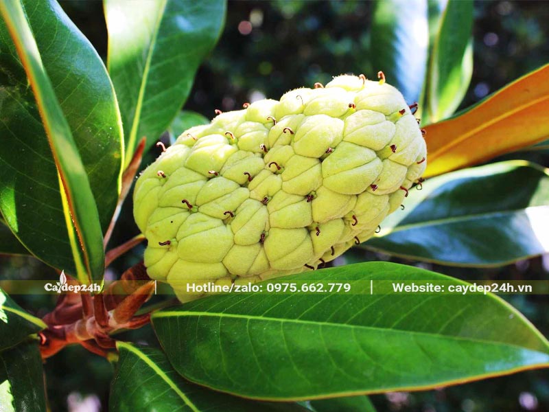 Quả của cây Sen Đất khi còn xanh