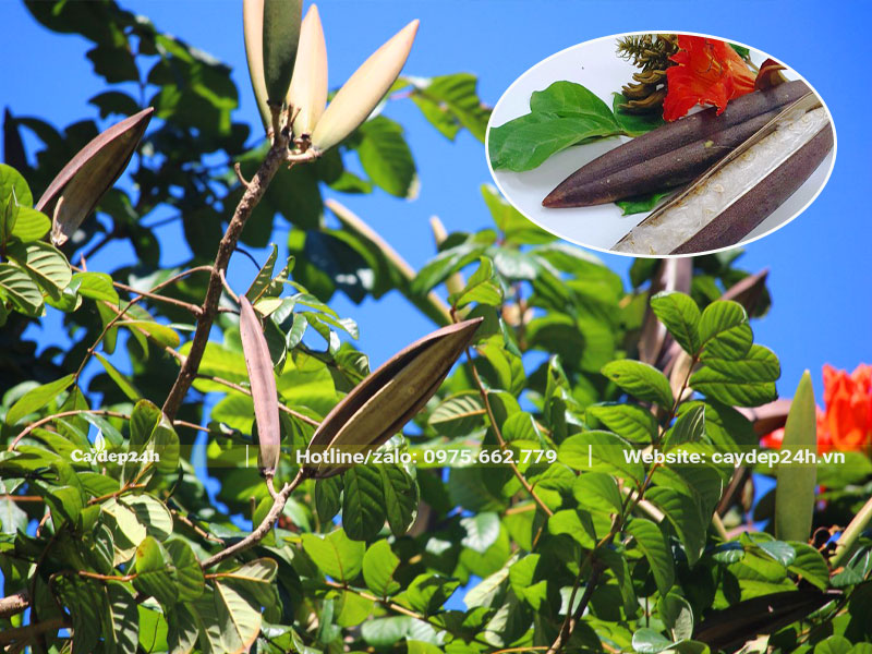 Chùm quả Sò Đo Cam khi chín có màu xám