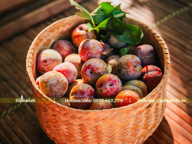 Quả của cây Mận Mộc Châu (Sơn La)