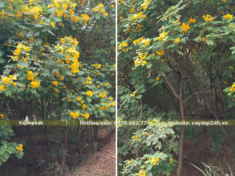 Vườn trồng quy mô lớn cây Điệp Vàng công trình