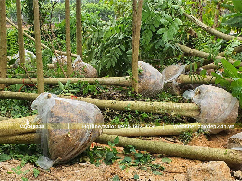 Cây Sò Đo Cam công trình mới bứng hạ và bó bầu bằng lưới tự tiêu