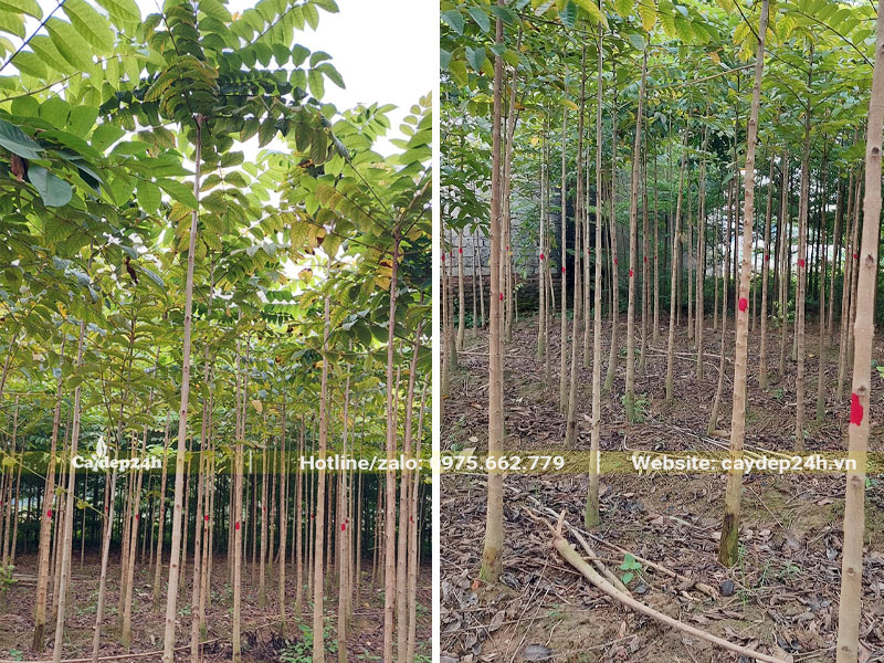 Vườn Sò Đo Cam chưa vỡ tán, đường kính gốc 3 - 5cm