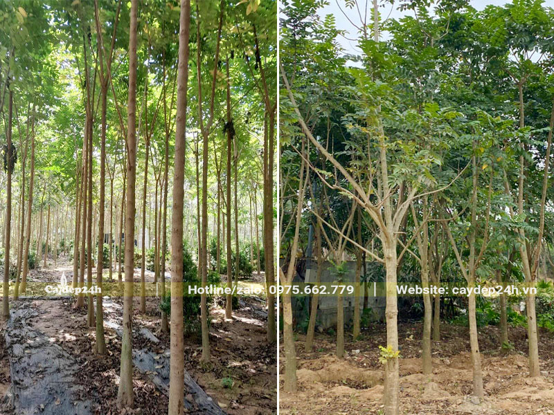 Dâm ủ cây hoa Sò Đo Cam đường kính gốc gần 10cm