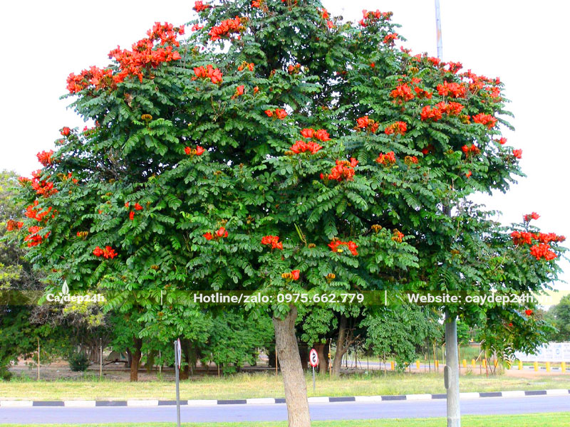 Cây Sò Đo Cam trồng ở vỉa hè và dải phân cách giữa đường phố