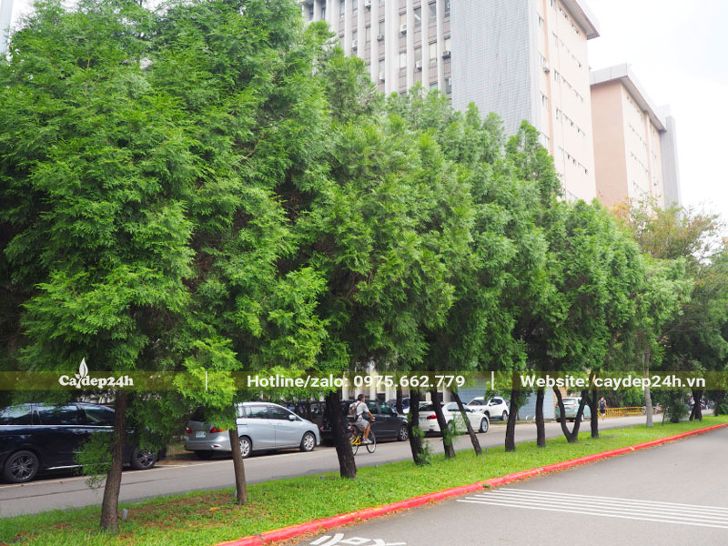 Những hàng cây Bách Xanh trồng dải phân cách giữa đường phố