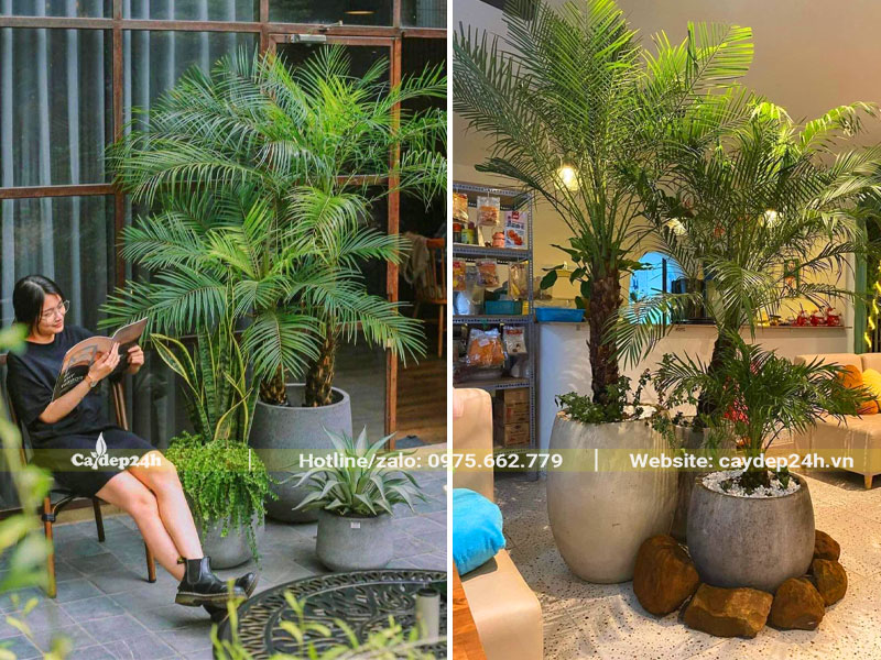 Trang trí không gian bên trong và bên ngoài quán cafe bằng cây Chà Là Cảnh
