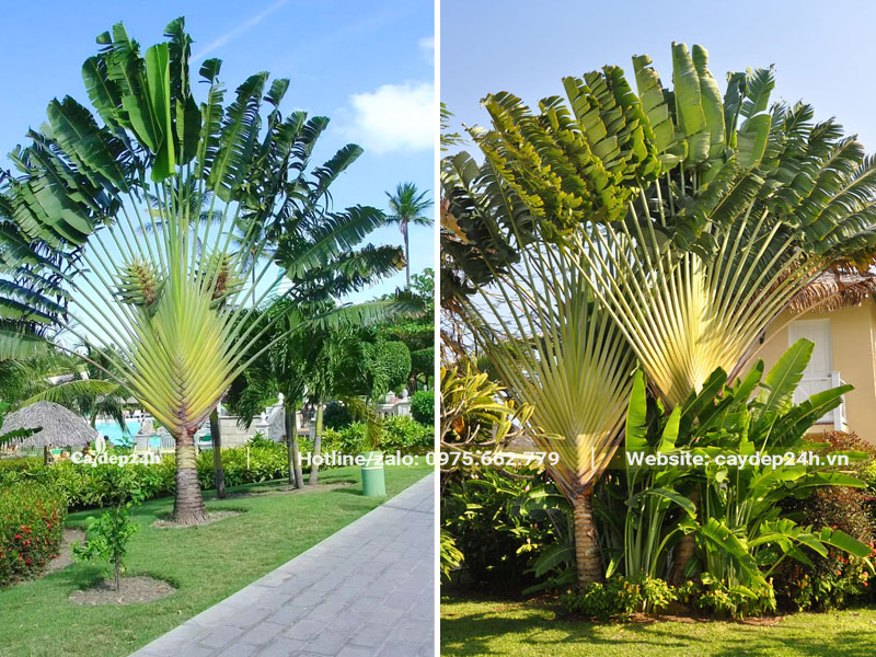 Những cây Chuối Rẻ Quạt cao to trồng trong khuôn viên resort