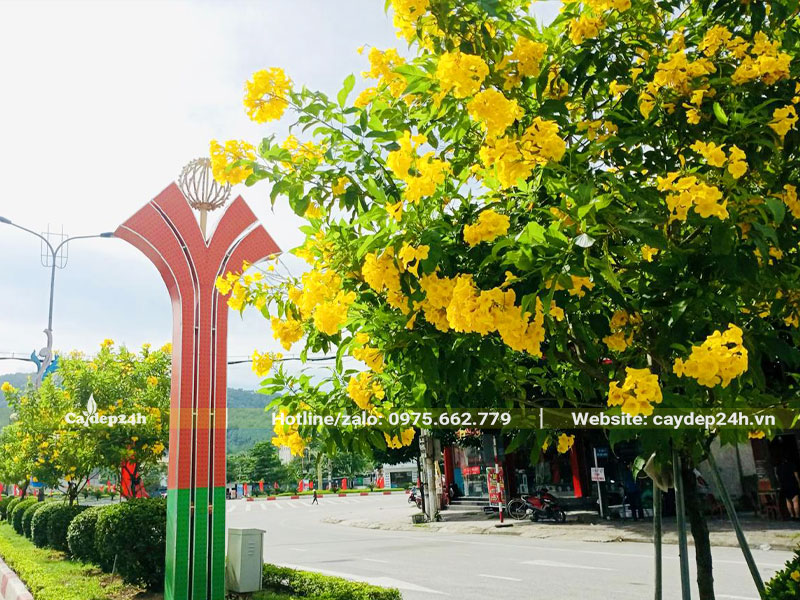 Cây Huỳnh Liên trồng đường phố đang nở hoa rực rỡ