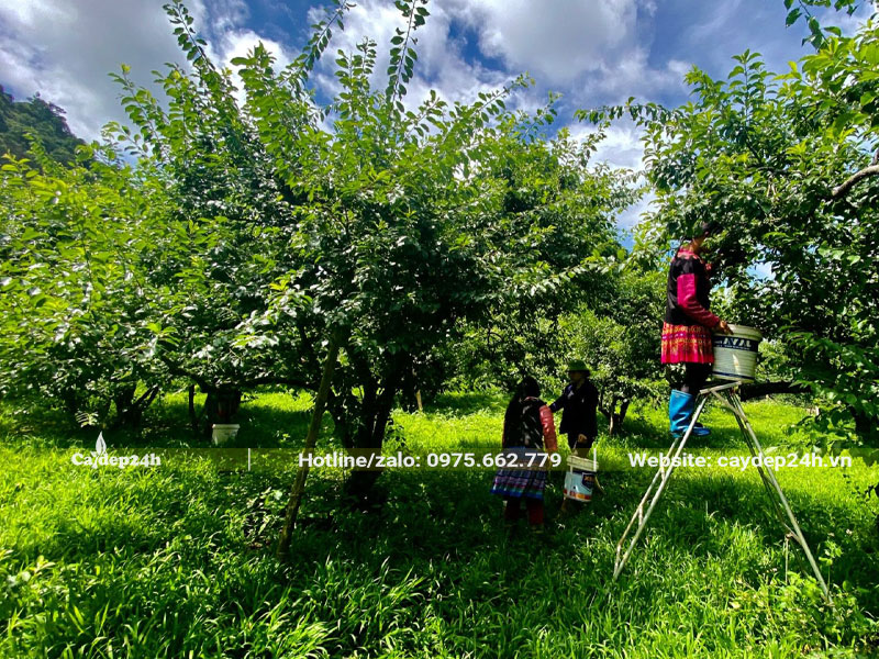 Những cây Mận lâu năm đường kính tán lên đến 3 - 4m