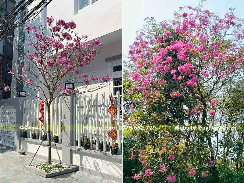 Trồng cây Phong Linh Tím trước nhà và trong khuôn viên sân vườn