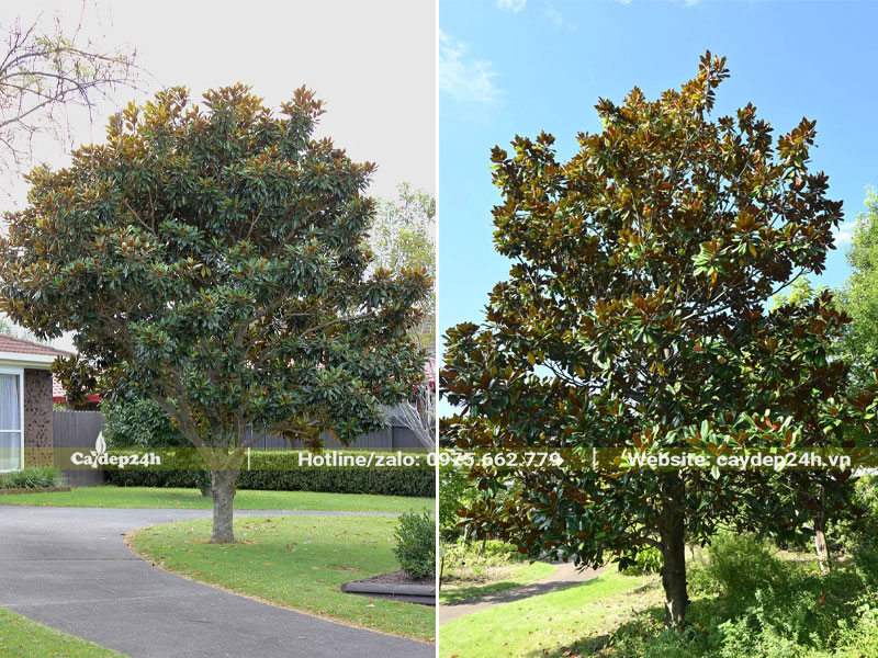 Sen Đất cổ thụ trồng trong khuôn viên khu đô thị