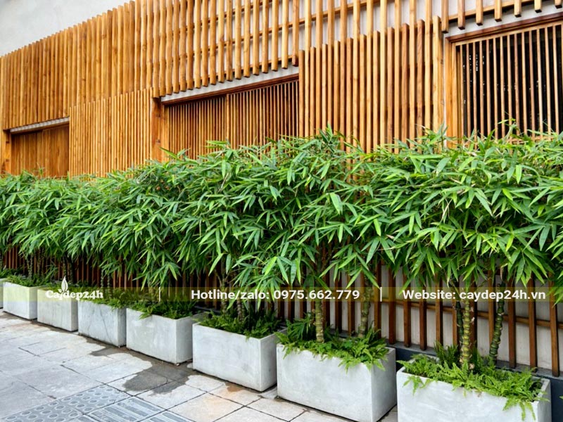 Trồng cây Trúc Đùi Gà thành hàng trong chậu cảnh, để trang trí nhà hàng