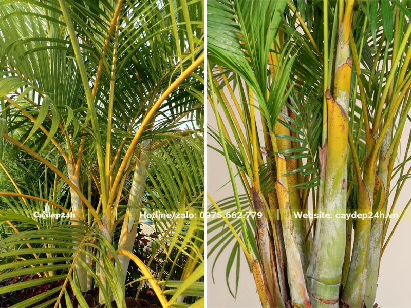 Thân vàng của bụi Cau Vàng trưởng thành