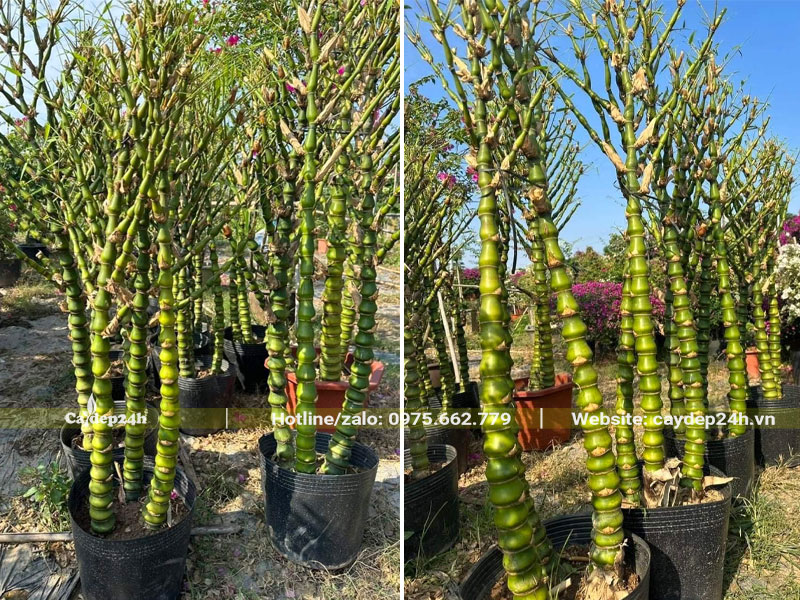 Tập kết số lượng lớn cây Trúc Quan Âm cao 1.5m đã dụng hết lá