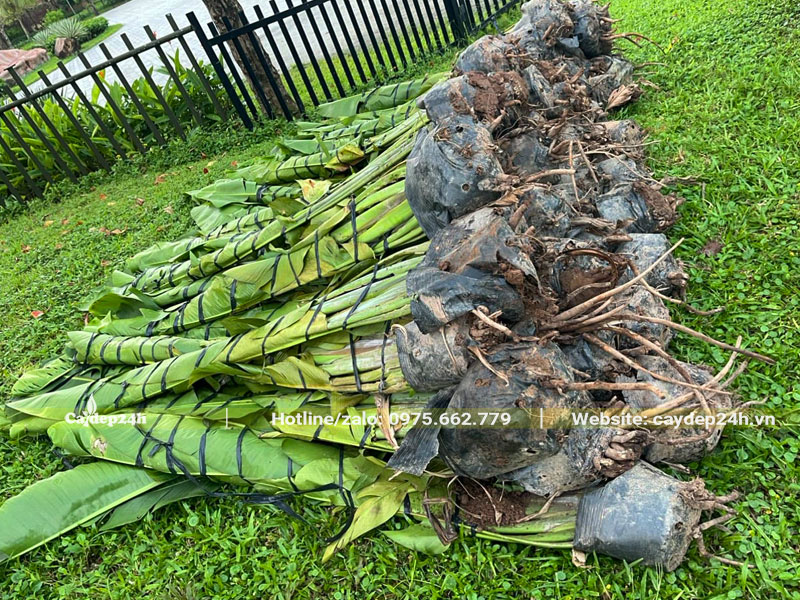 Một đống khoảng 20 cây Chuối Rẻ Quạt trưởng thành chuẩn bị đem trồng