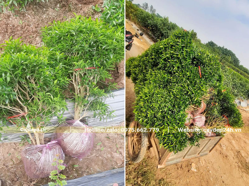 Hàng trăm cây Mai Vạn Phúc cao 60 - 70cm mới bứng bầu