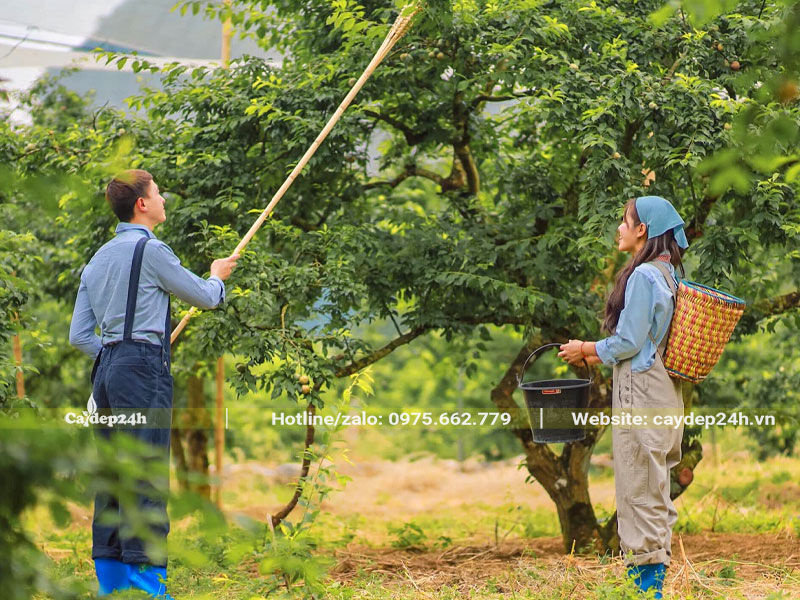 Thu hái quả từ cây mận cổ thụ