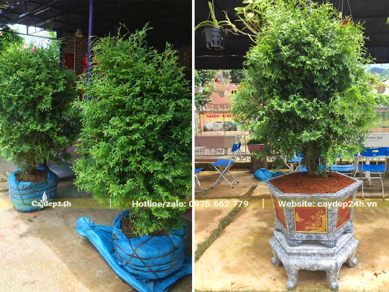 Cây Bách Xanh cao 1m trồng chậu cảnh bằng đá