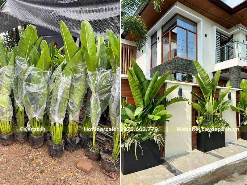 Trồng cây Chuối cảnh nhỏ trang trí bồn hoa bên ngoài biệt thự