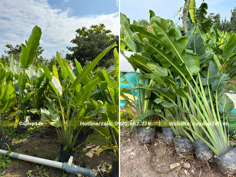 Cây giống khỏe đẹp được tách từ cây mẹ khỏe mạnh