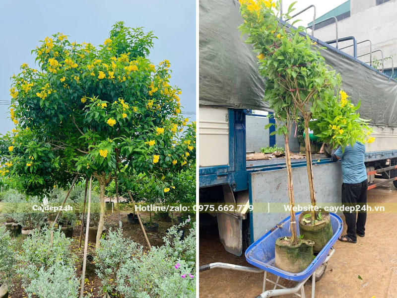 Cây hoa Huỳnh Liên đường kính bầu 30cm