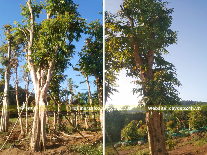 Tròng và cóc cọc cho cây Săng Lẻ công trình lớn