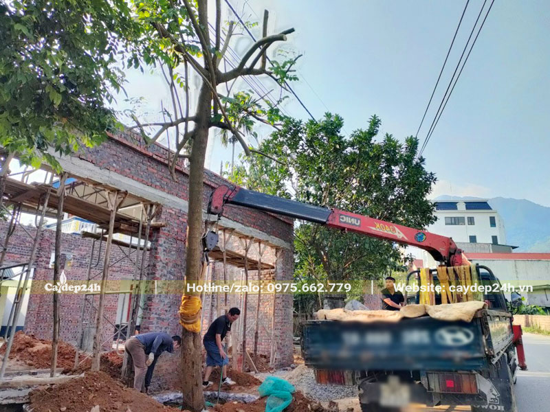 Trồng cây Sò Đo Cam cổ thụ cho công trình nhà phố