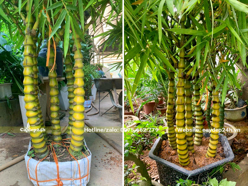Trồng khóm Trúc Quan Âm 5 thân vào chậu cảnh