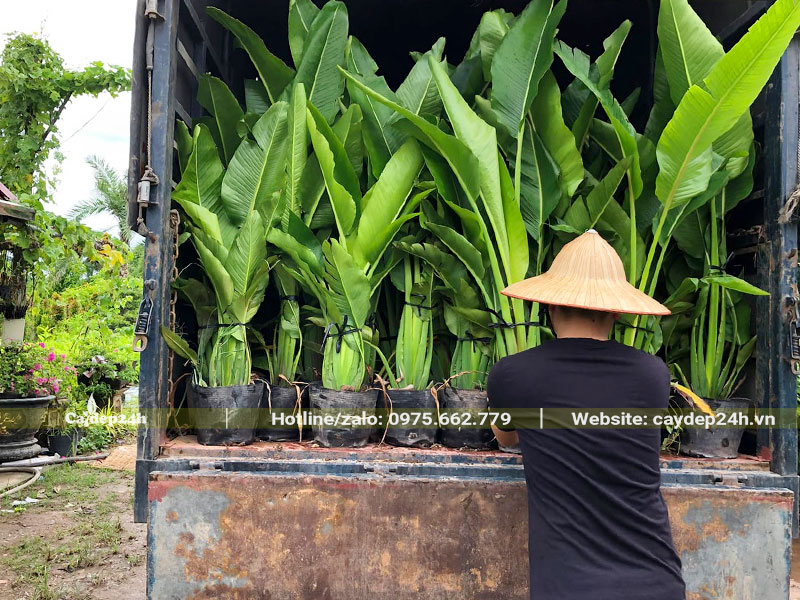 Xếp hàng chục cây Chuối Rẻ Quạt cao 1m lên xe tải