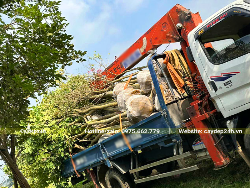 Cẩu và xếp lên xe những cây hoa Phong Linh Tím vanh 15 - 20