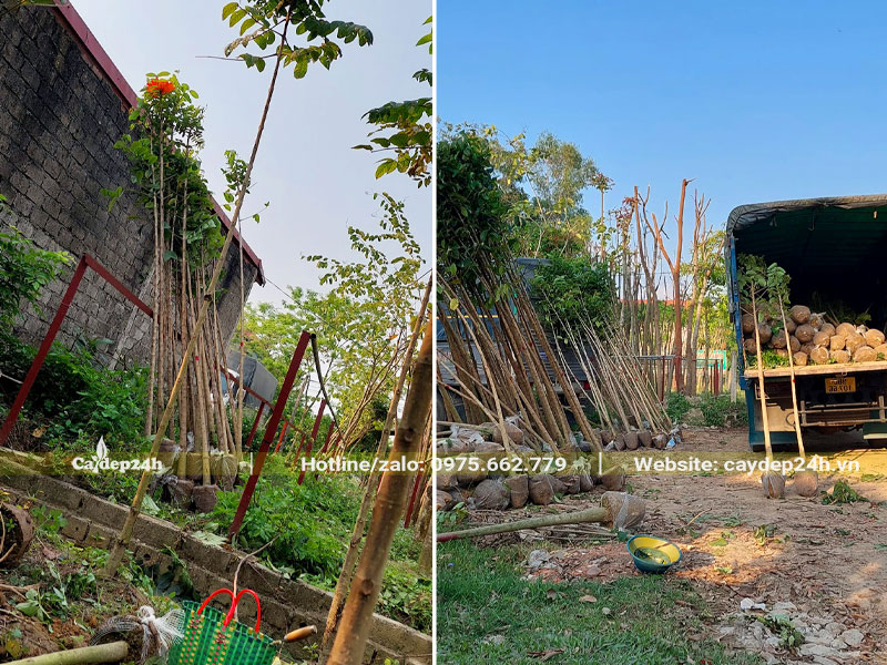 Xếp số lượng lớn cây Sò Đo Cam đường kính nhỏ, chiều cao khoảng 3m lên xe tải