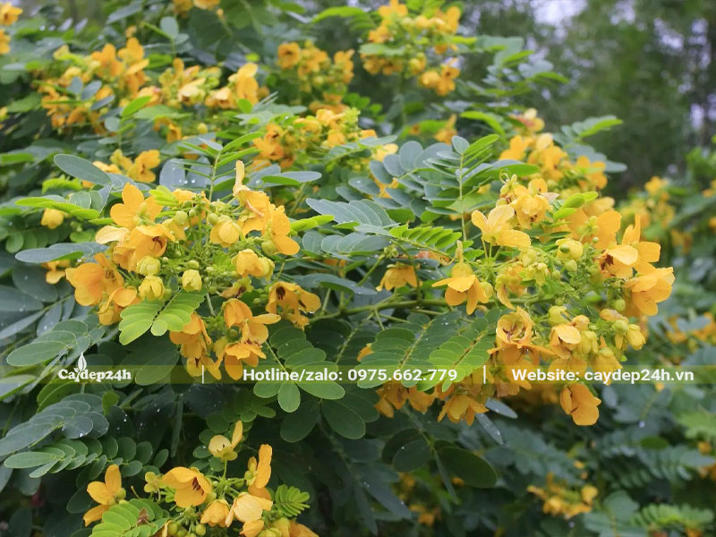 Hoa cây Điệp Vàng nở rộ ở đầu cành
